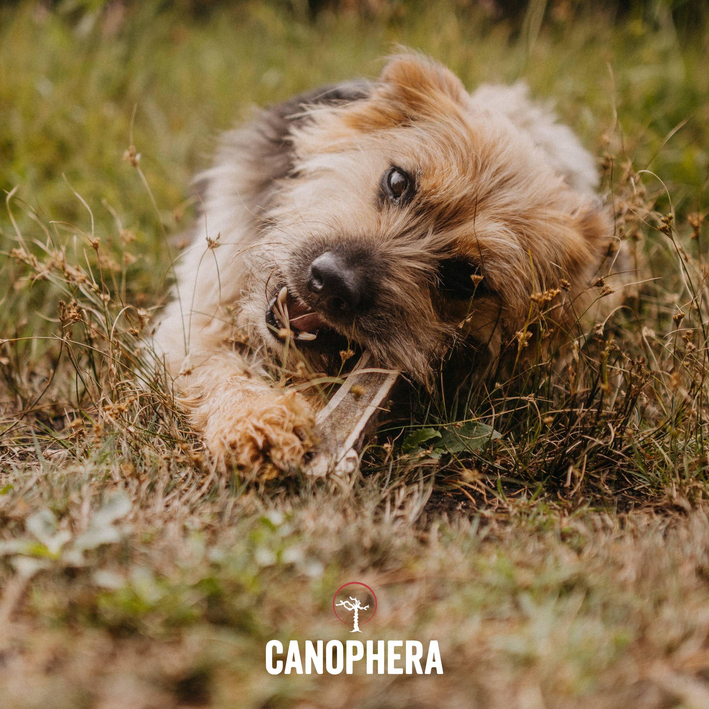 π¦ Split Red Deer Antler Chews