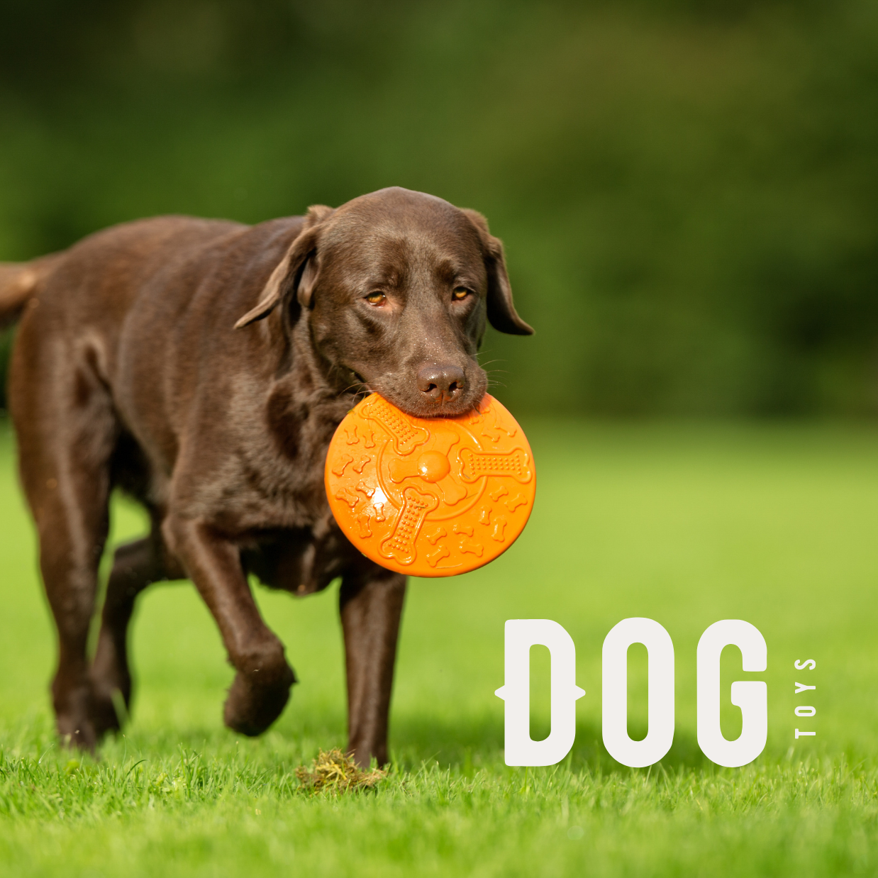 Dog Toys & Chews