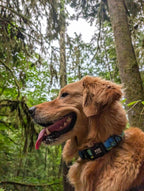 ⛰️ Handcrafted West Coast Dog Collar 🐾