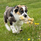 Yeti Latex Squeaker Dog Toy