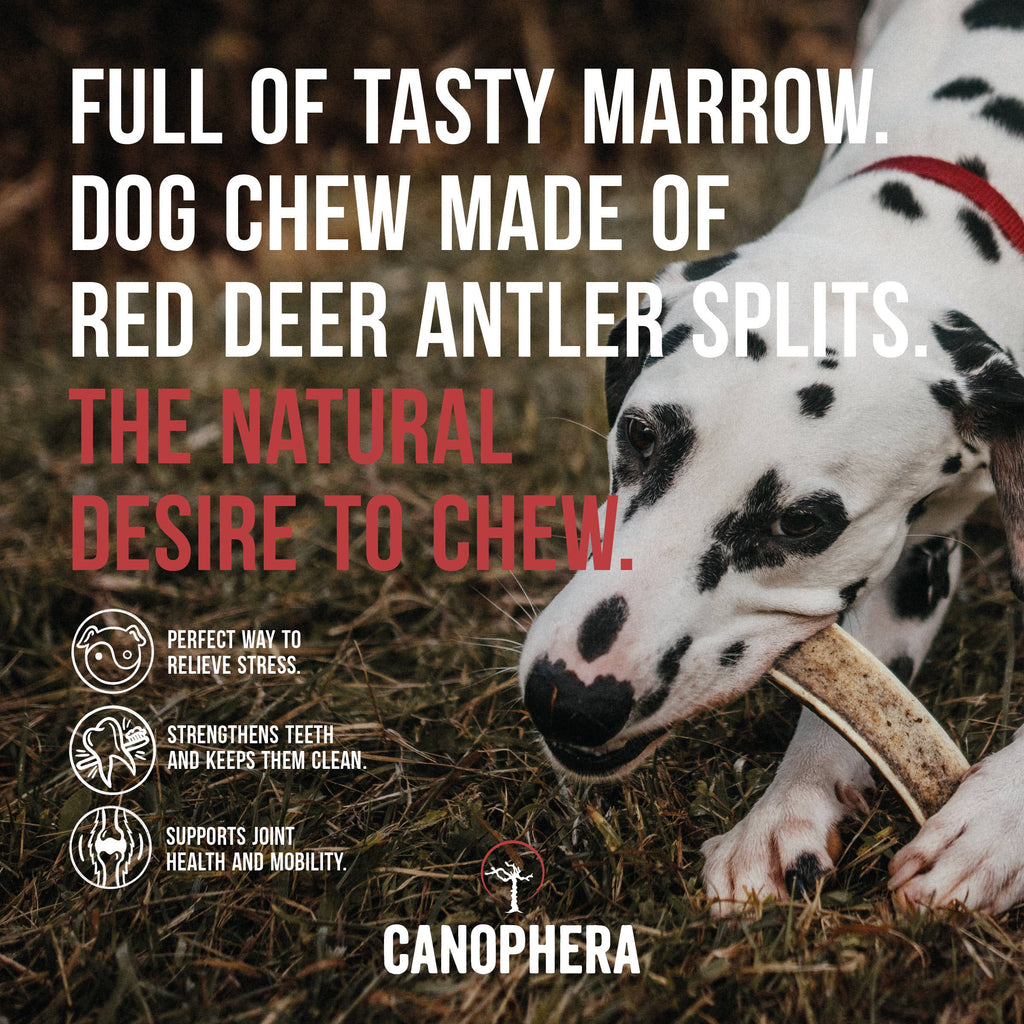 🦌 Split Red Deer Antler Chews