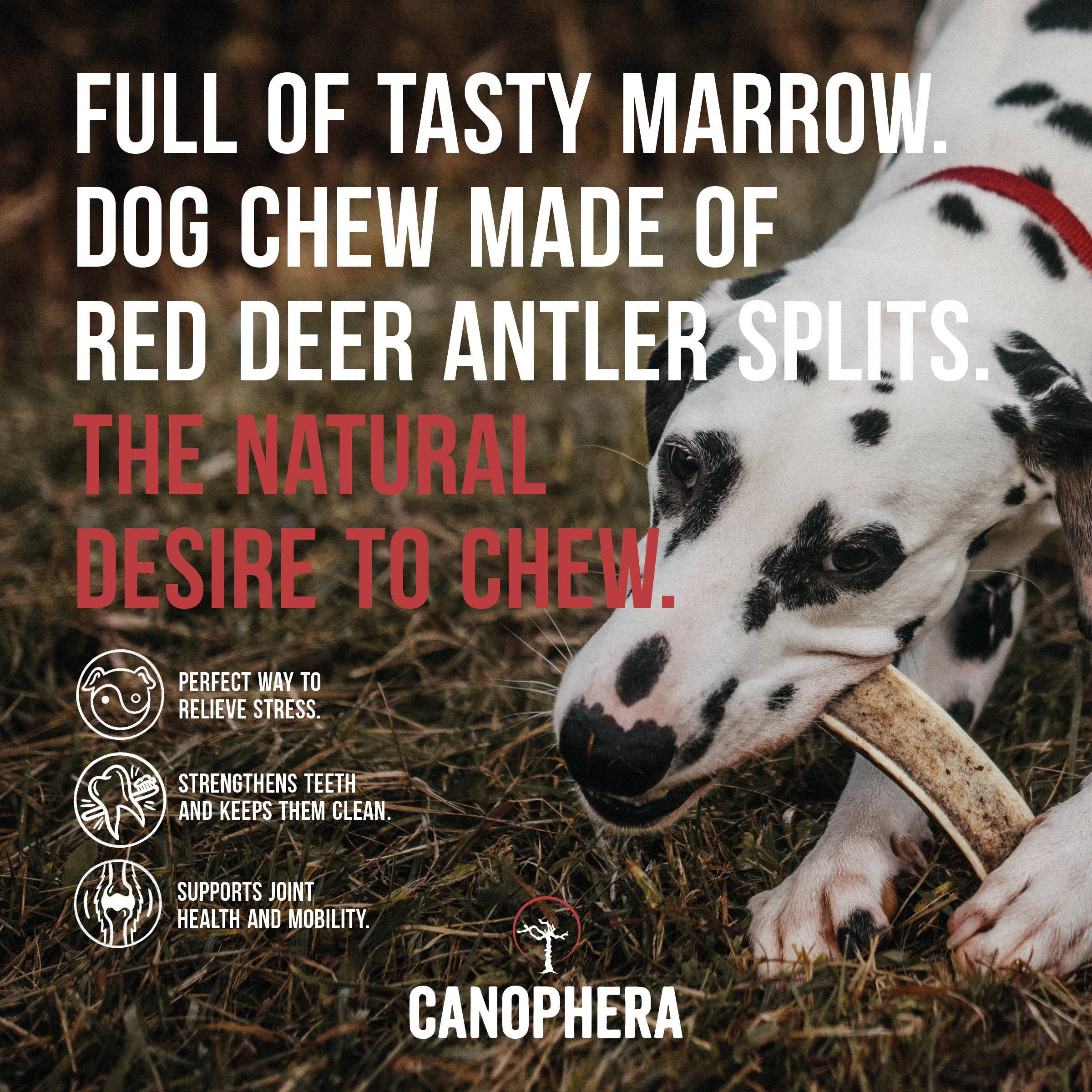 🦌 Split Red Deer Antler Chews
