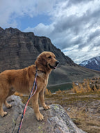 Sunrise Peaks Waterproof Leash