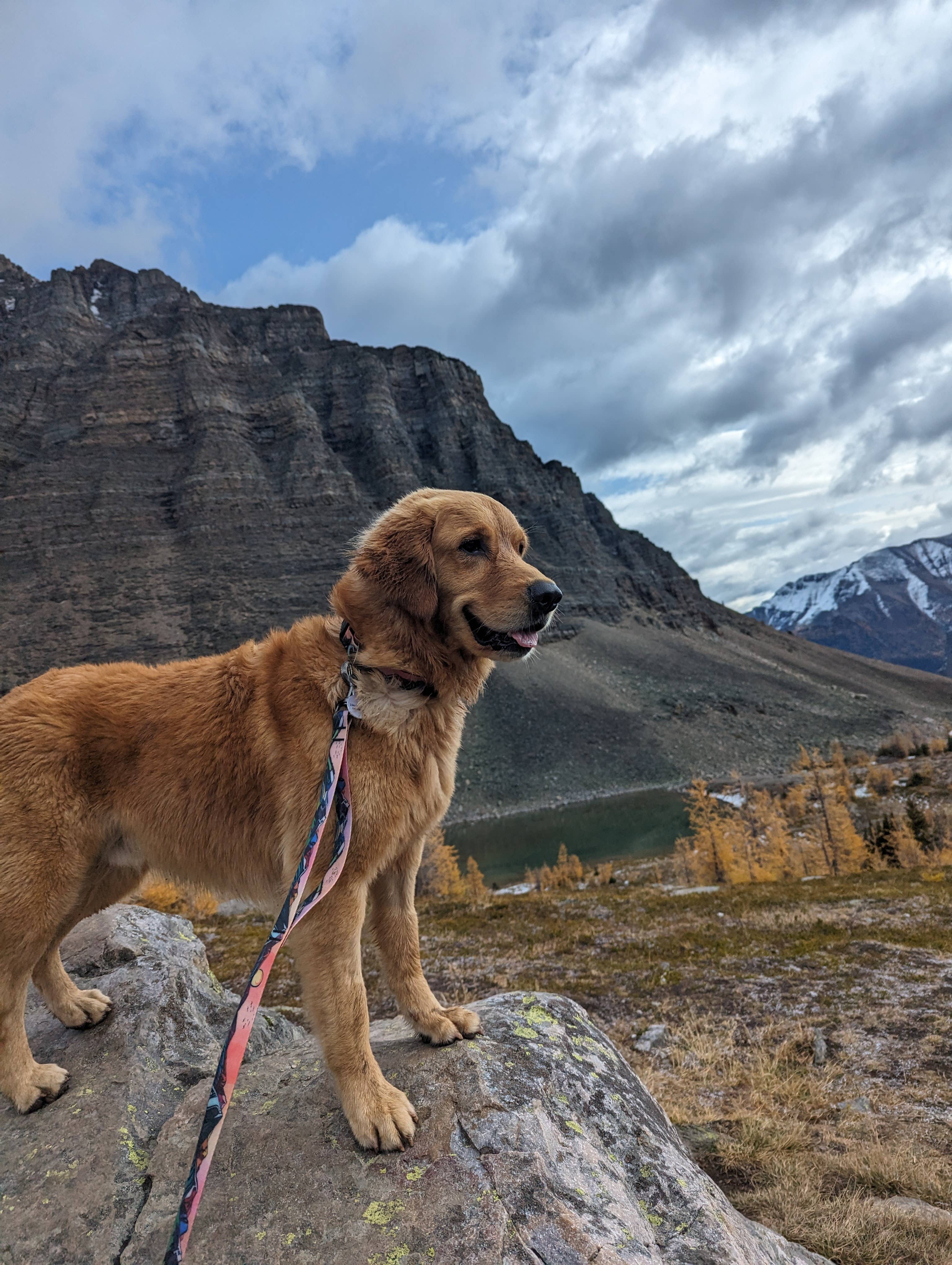 Sunrise Peaks Waterproof Leash