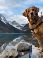 🏔️ Handcrafted Midnight Sun Dog Leash 🐾