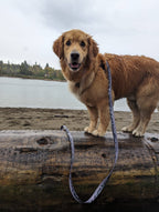 Moonlight Waterproof Leash