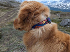 ⛰️ Handcrafted Midnight Sun Dog Collar 🐾