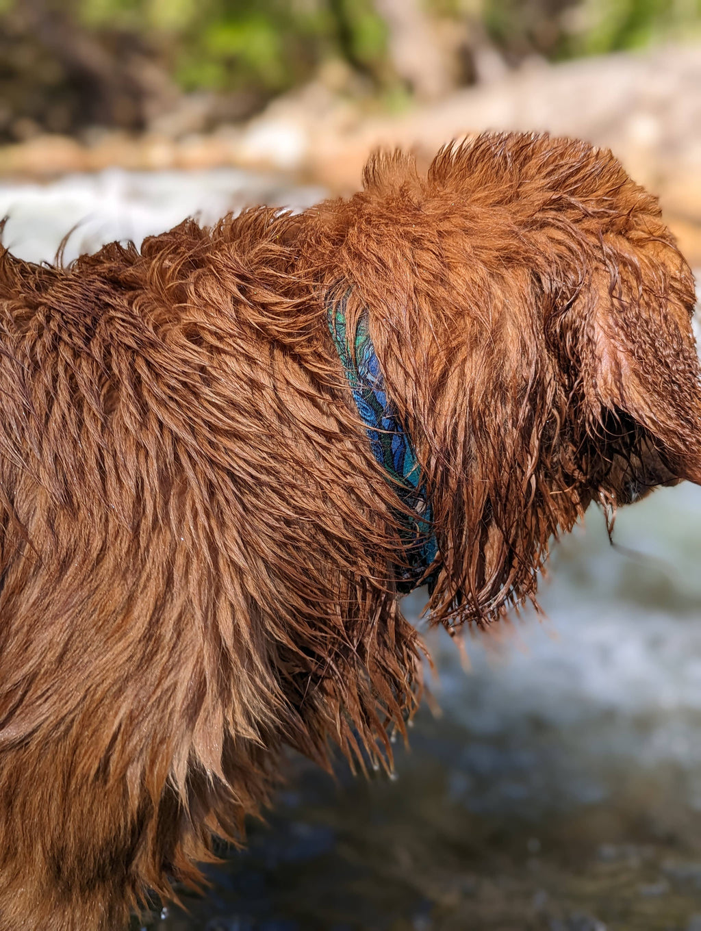 West Coast Waterproof Collar