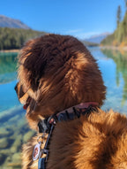 Sunrise Peaks Waterproof Collar