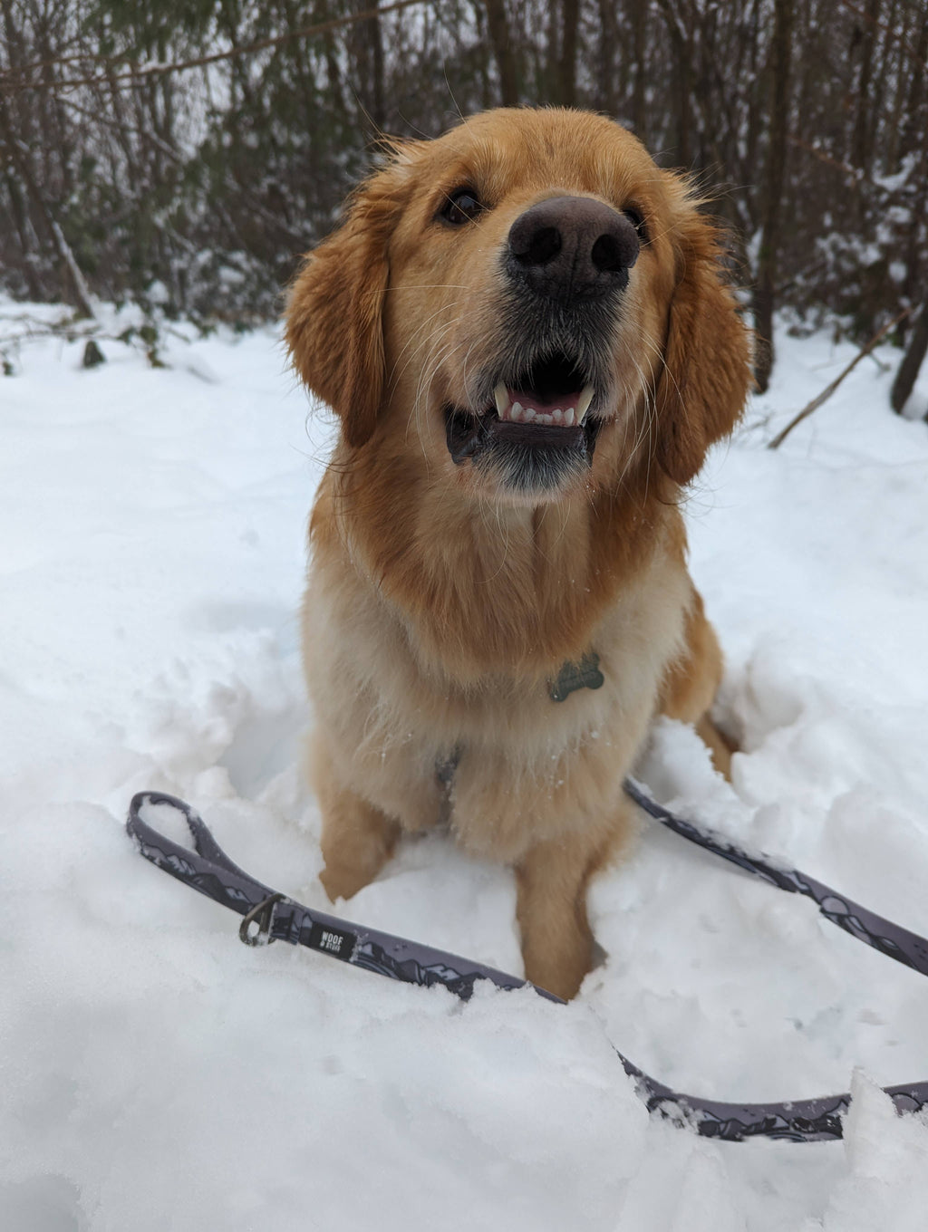 Moonlight Waterproof Leash