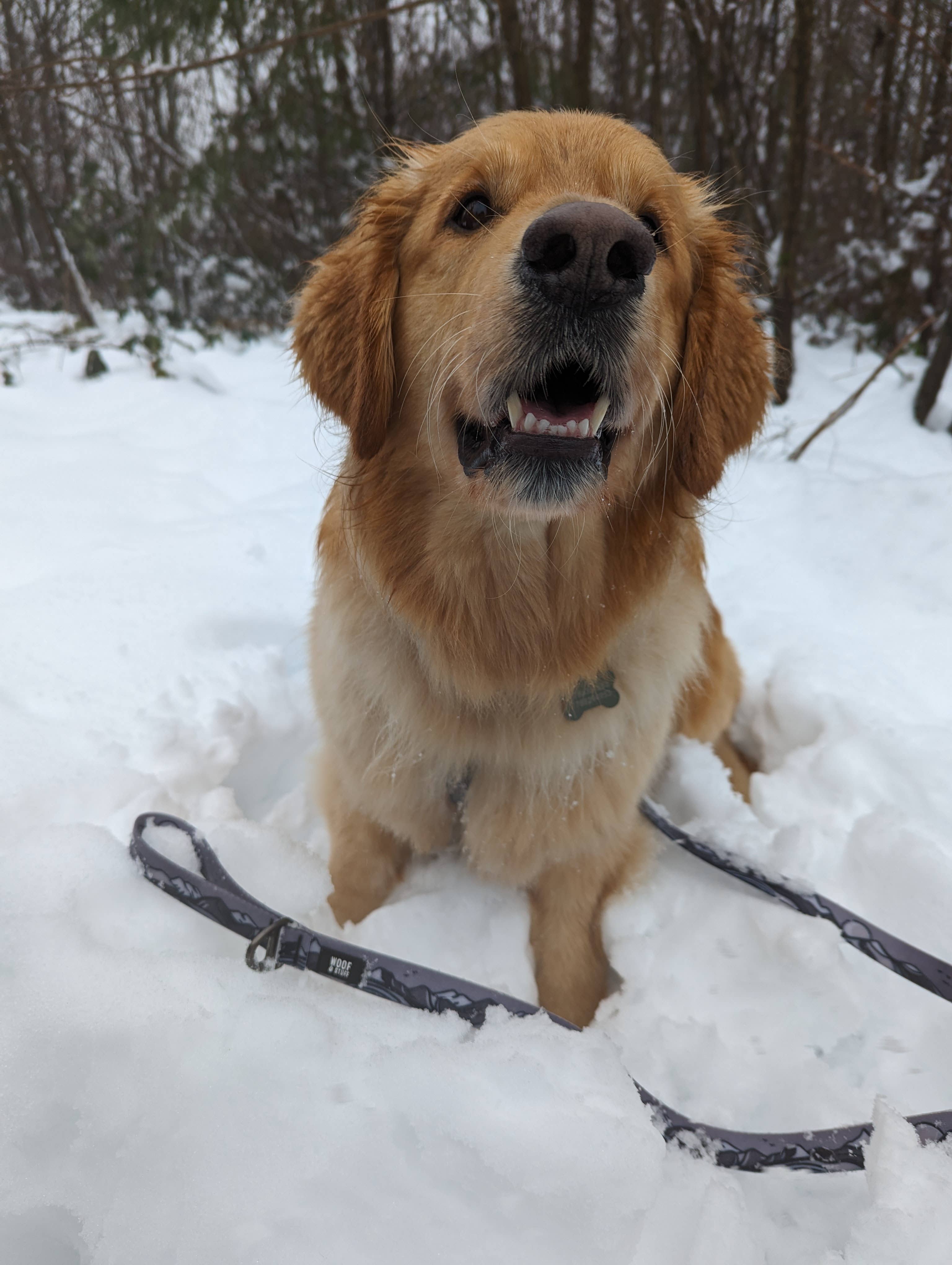 Moonlight Waterproof Leash