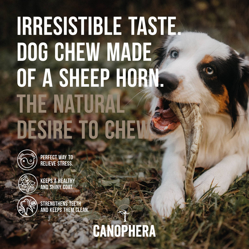 Sheep Horn Chews