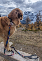 🏔️ Handcrafted Midnight Sun Dog Leash 🐾