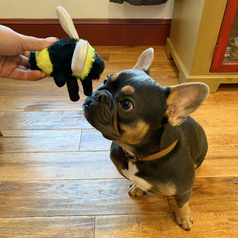 Bee with Squeaker Dog Toy