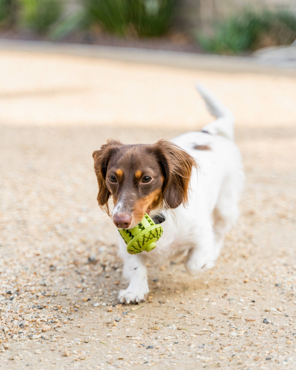 Natural Rubber Acorn Toy