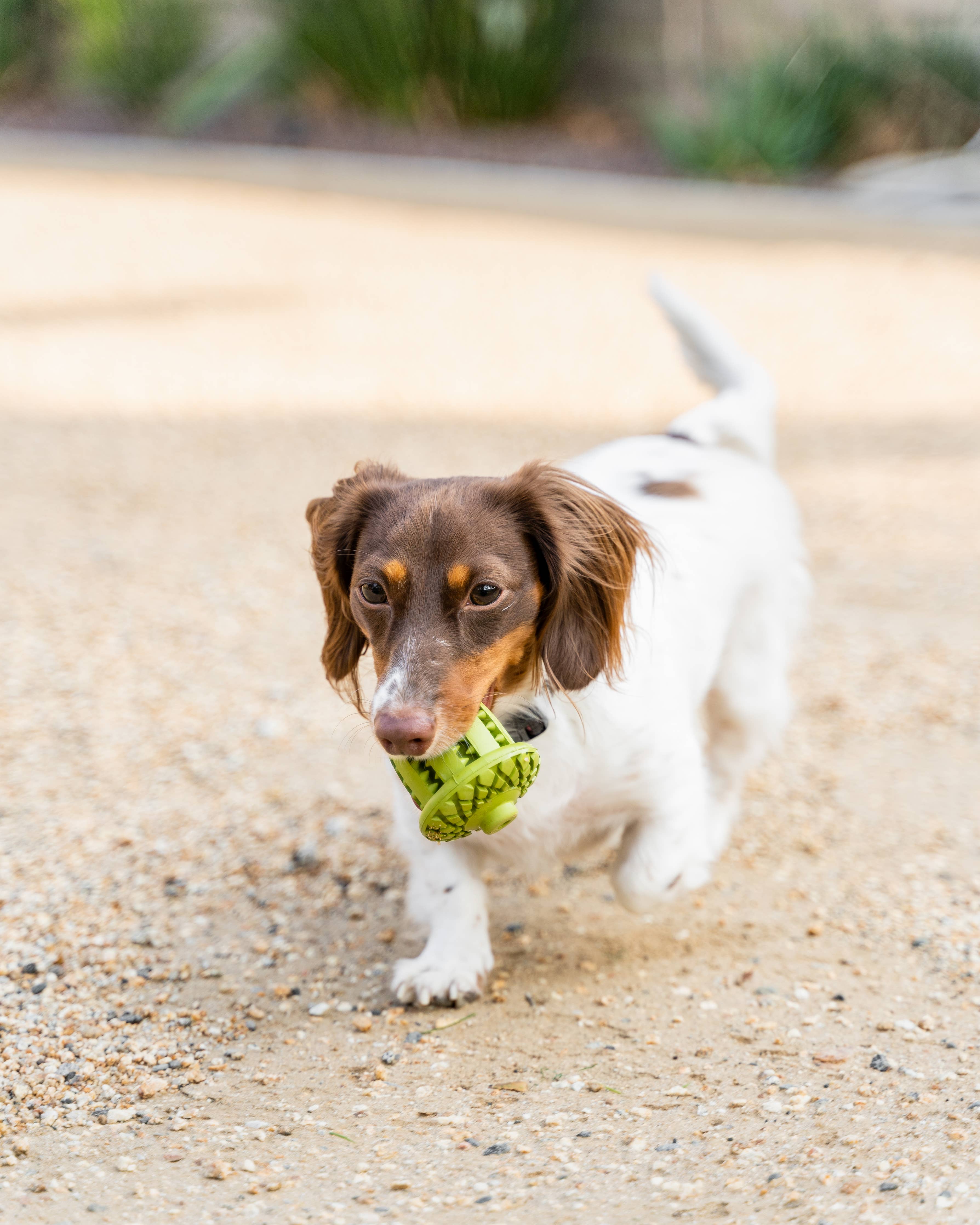 Natural Rubber Acorn Toy