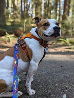 🏔️ Handcrafted Midnight Sun Dog Leash 🐾